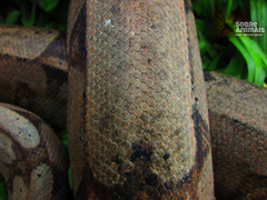 Boa constrictor constrictor