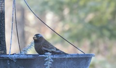 Leucosticte tephrocotis tephrocotis