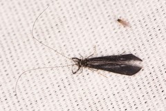 Mystacides sepulchralis