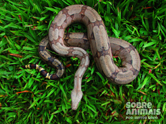 Boa constrictor constrictor