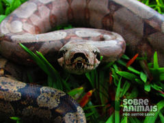 Boa constrictor constrictor