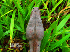 Boa constrictor constrictor