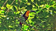 Ramphastos vitellinus ariel
