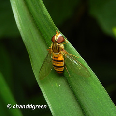 Episyrphus balteatus