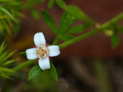 Cyanothamnus nanus nanus