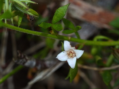 Cyanothamnus nanus nanus