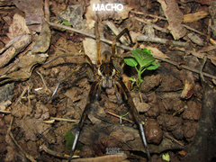 Ancylometes concolor