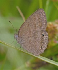 Yphthimoides affinis