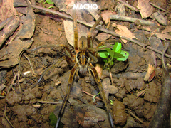 Ancylometes concolor