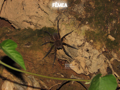 Ancylometes concolor