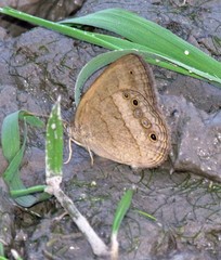 Yphthimoides affinis