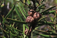 Hakea laevipes