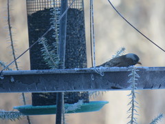 Leucosticte tephrocotis tephrocotis