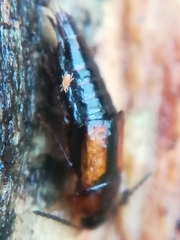Tachinus subterraneus