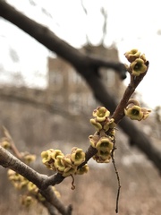 Hamamelis virginiana