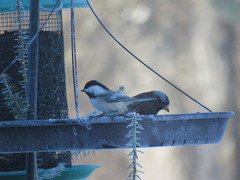 Leucosticte tephrocotis tephrocotis
