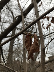 Hamamelis virginiana