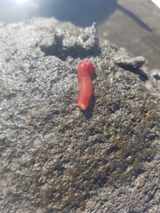 Taeniogyrus dunedinensis