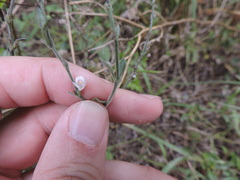 Carlowrightia torreyana