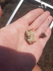 Metacarcinus novaezelandiae