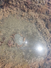 Metacarcinus novaezelandiae