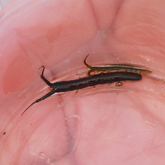 Pentidotea kirchanskii