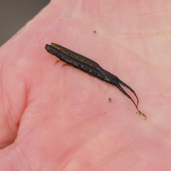 Pentidotea kirchanskii