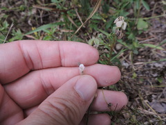 Carlowrightia torreyana