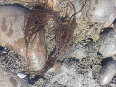 Gracilaria chilensis