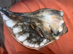 Knobbed Whelk