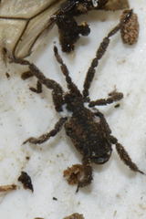 Anelasmocephalus cambridgei