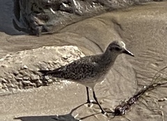 Pluvialis squatarola