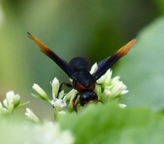 Rhynchium haemorrhoidale