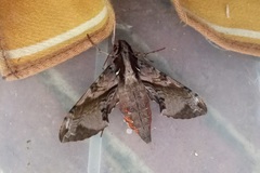 Eupanacra