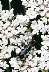 Chlorophorus ruficornis