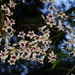 Wonga Vine - Photo (c) Reiner Richter, some rights reserved (CC BY-NC), uploaded by Reiner Richter