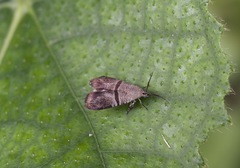 Phycodes minor