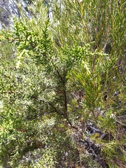 Pherosphaera hookeriana