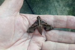 Eupanacra