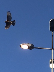 Parabuteo unicinctus unicinctus