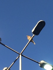 Parabuteo unicinctus unicinctus