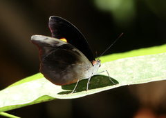 Catonephele acontius