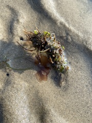 Diopatra cuprea