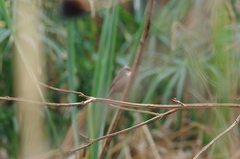 Estrilda astrild cavendishi