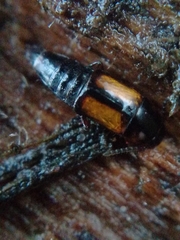 Tachinus subterraneus