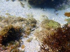 Halichoeres nebulosus