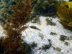 Halichoeres nebulosus