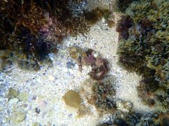 Halichoeres nebulosus