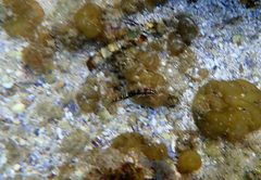 Halichoeres nebulosus