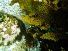 Halichoeres nebulosus